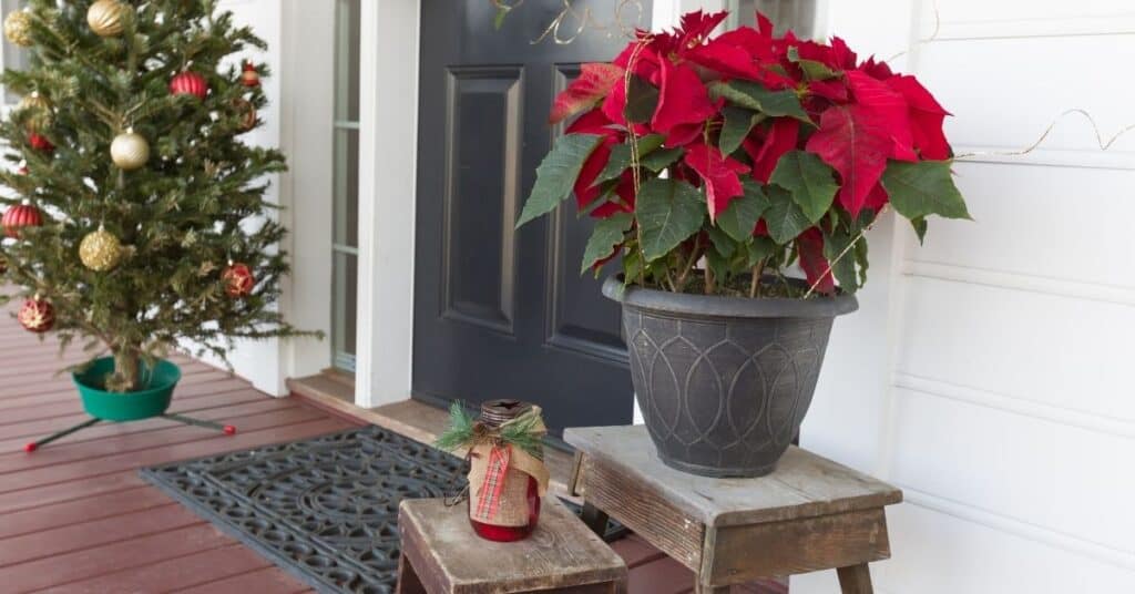 natural outdoor Christmas decorations